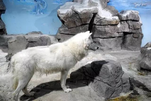 杭州极地海洋游玩图,杭州极地海洋世界旅游攻略