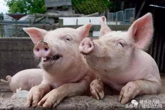 猪病毒性腹泻与流行性腹泻的区别,流行性猪腹泻