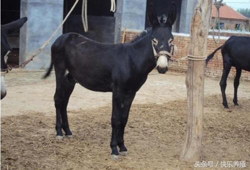 2020养驴的利润与成本驴价格行情,养驴的利润分析