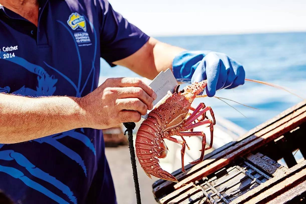 在澳洲抓澳洲小龙虾,澳大利亚捕龙虾