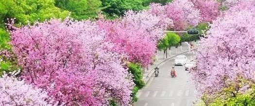 三月三去哪里旅游比较合适广西,三月三广西北海旅游攻略