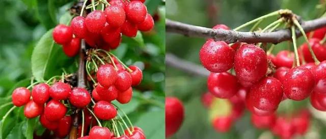 为什么现在水果味道越来越淡,为什么现在水果品种越来越多