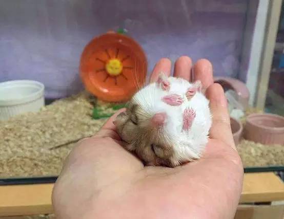 老鼠咬兔子需要打狂犬疫苗吗,被鼠兔咬伤要打狂犬疫苗吗