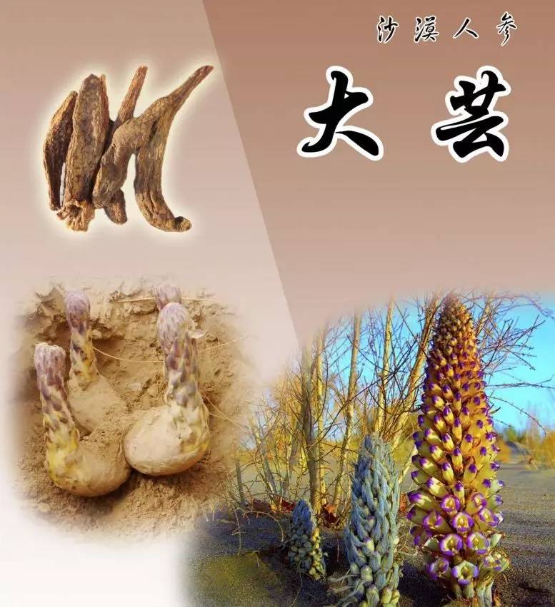 且末县2023年重点项目招标,且末县30万亩土地开发项目