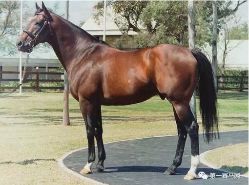 13连胜短途王“蒙骏荣誉”报名种马评选