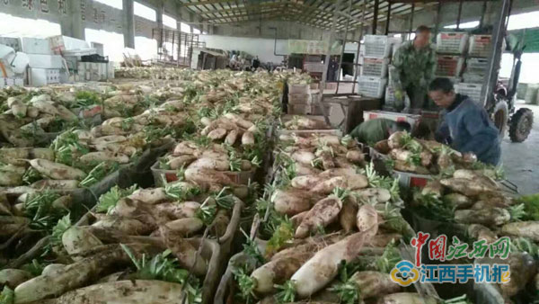 精准扶贫江西,邮政农村电商助力精准扶贫案例