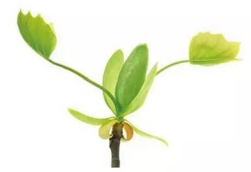 100本好书（爱一本书像爱一个人）