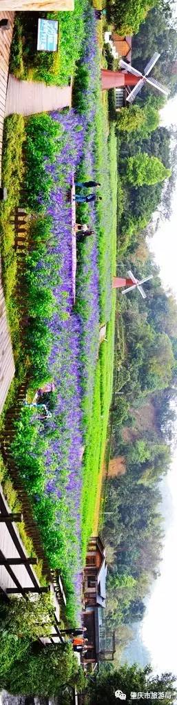 广东哪里的花海最美五月,肇庆德庆盘龙峡薰衣草