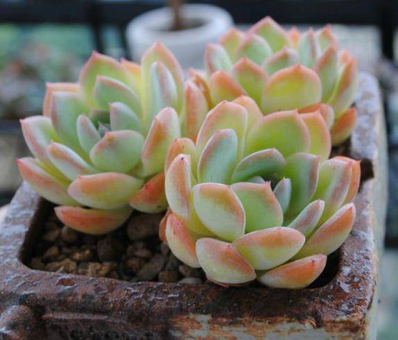 王者荣耀英雄pk古代英雄,王者荣耀遇到多肉阵容怎么办