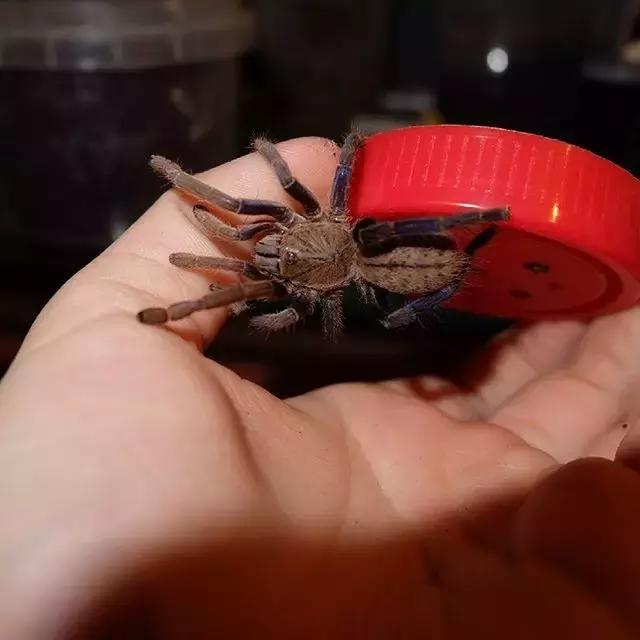 泰国金属蓝形态特点,泰国金属蓝蜘蛛