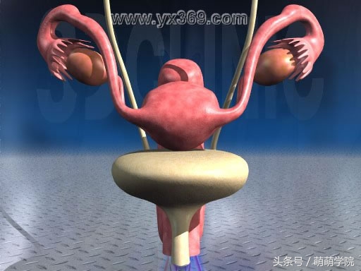 胎儿发育40周全过程b超影像,胎儿1-40周发育过程图高清