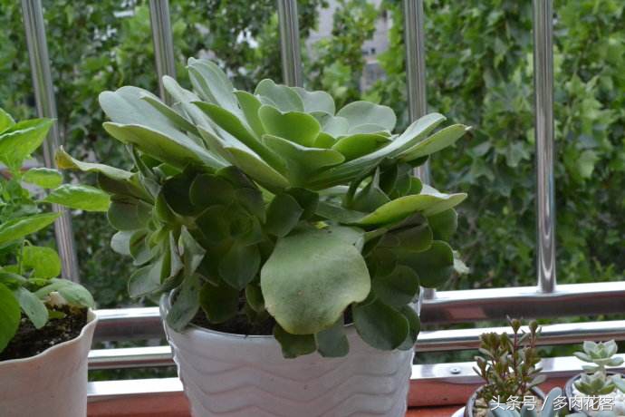 多肉植物百科之蒂亚,多肉植物小百科图片