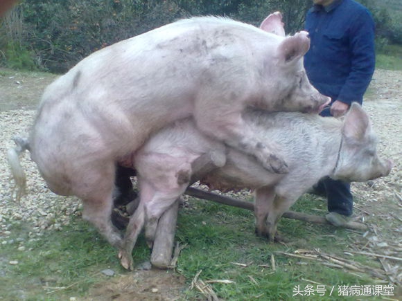 母猪发情时间不同，怎样确定配种时间？