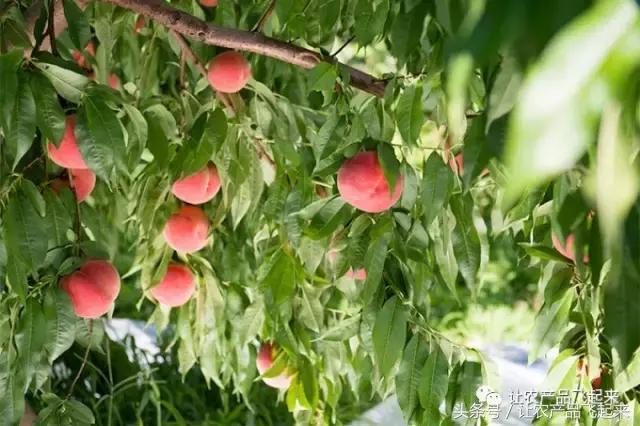 全世界最顶级的水蜜桃,日本超甜水蜜桃