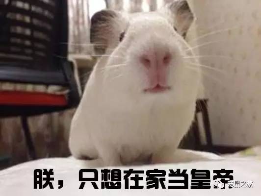 荷兰猪出门需要准备什么,荷兰猪可以独自待一个月