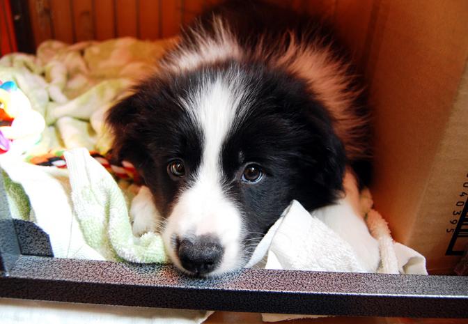 狗狗乱拉乱尿太臭了怎么办,狗狗乱拉乱尿是什么原因