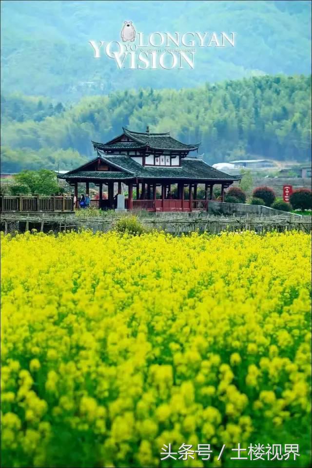 龙岩赏花景点,龙岩的花海