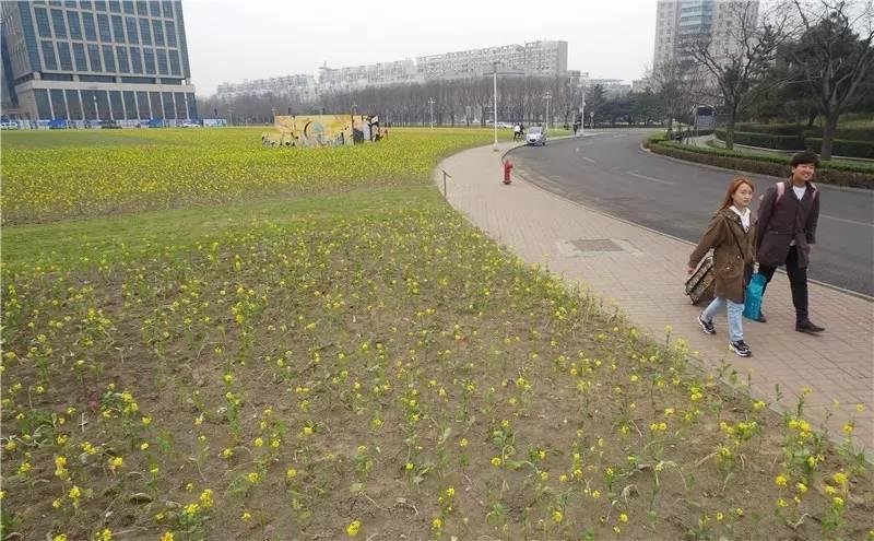 光阴正好花期已至，泰达有花海，何须羡婺源？