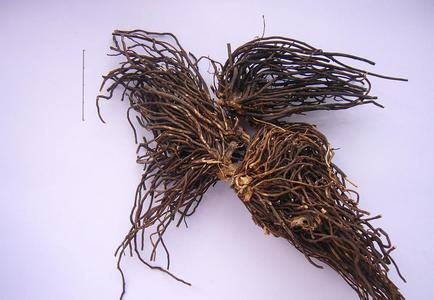 一味药威灵仙打通全身经络,一味威灵仙11种病症皆可治