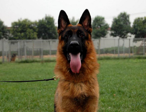 德牧缺钙补钙吃什么,德牧缺钙补钙最好的方法