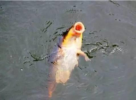 海竿浮漂的正确选择与使用,浮漂选择和看漂技巧