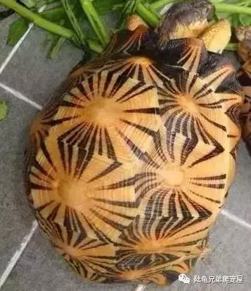 十年磨一剑光启技术深度分析,如何挑选辐射陆龟