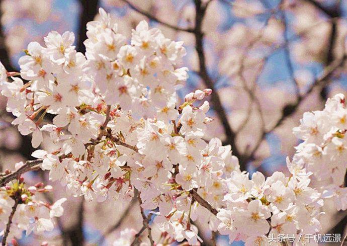 日本樱花祭，春风十里不如你