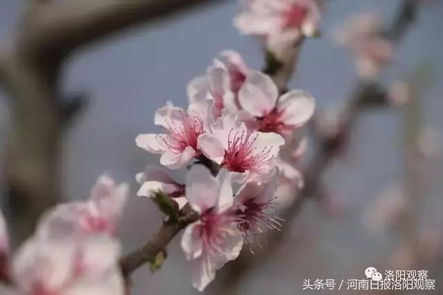 孟津桃花朵朵开，十里芳华等您来！