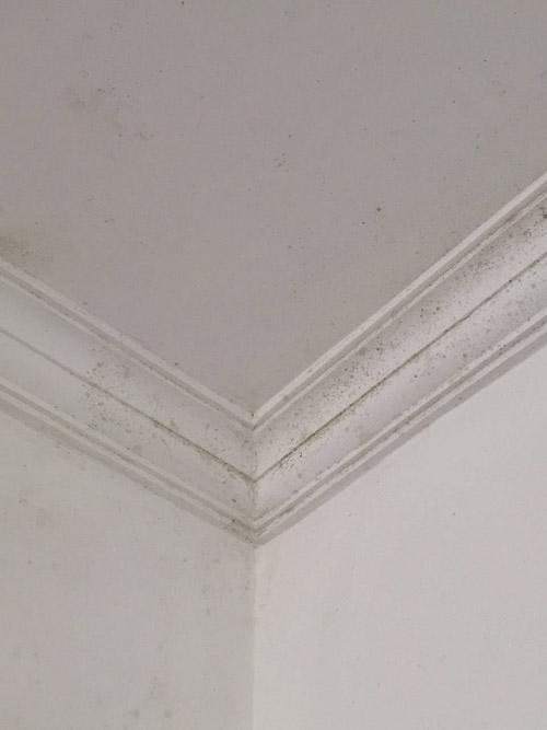 屋顶石膏线发霉,老房子棚顶长霉点怎么办