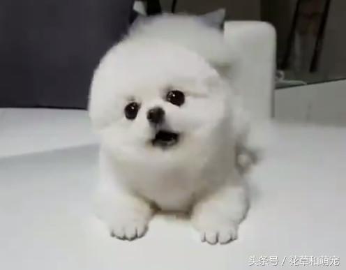 小博美狗狗生气,小博美总想吃