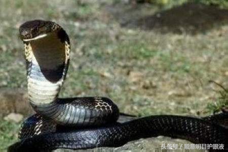 澳洲三大毒王,澳大利亚十大毒王