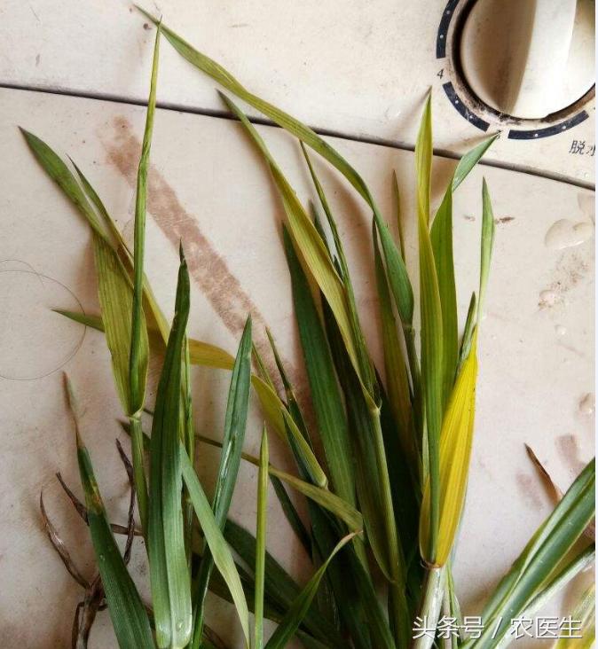 蒜病毒病怎么治,大蒜疫病和叶枯病怎样防治