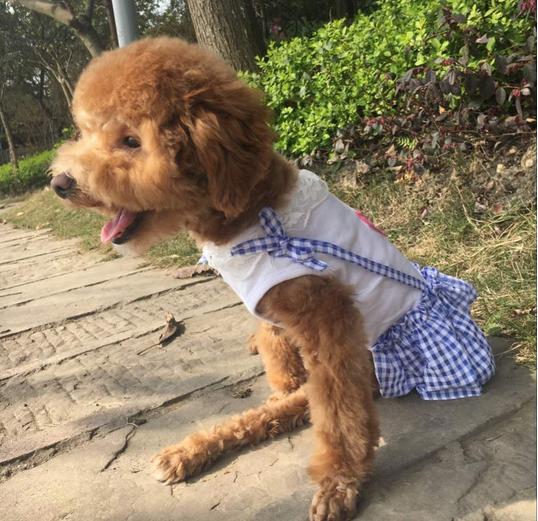 泰迪疫苗打法,成年泰迪打疫苗注意事项和禁忌