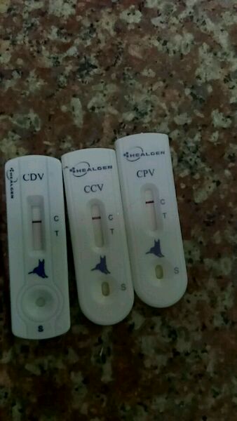 拉布拉多一个多月老是抖干呕,拉布拉多咳嗽得厉害有什么好办法