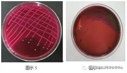 禽畜疾病实验室检测：常见细菌的分离鉴定（一）