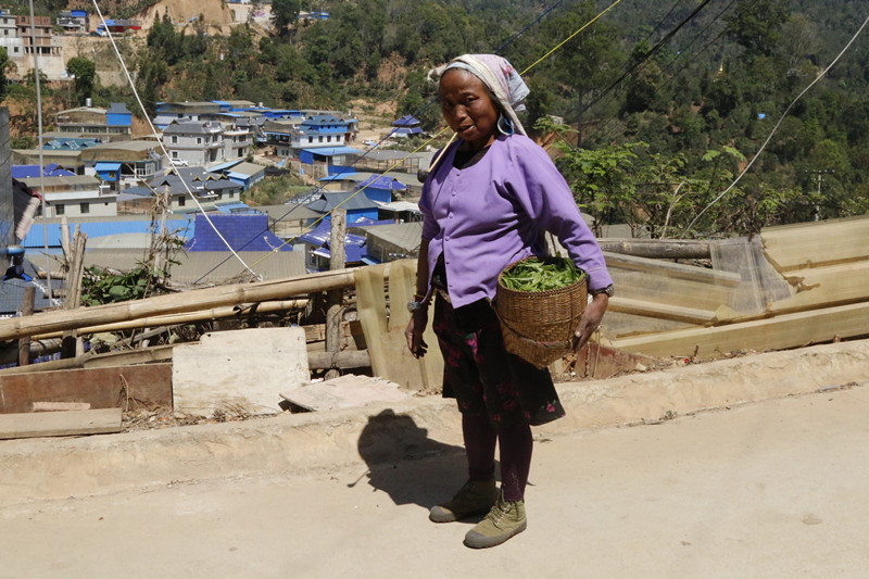 老茶章走进深山老寨—老曼娥