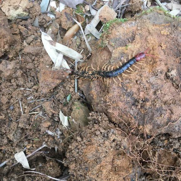 人民币打窝子，巧夺大黑鱼！