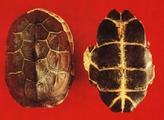 女性更年期燥热潮湿五心烦热食疗,更年期女性出汗多食疗最佳吃什么