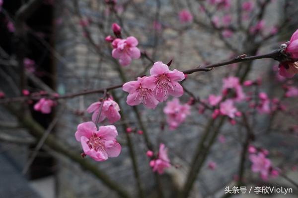 青岩|一盏清茶一抹暗香,一段黔南往事