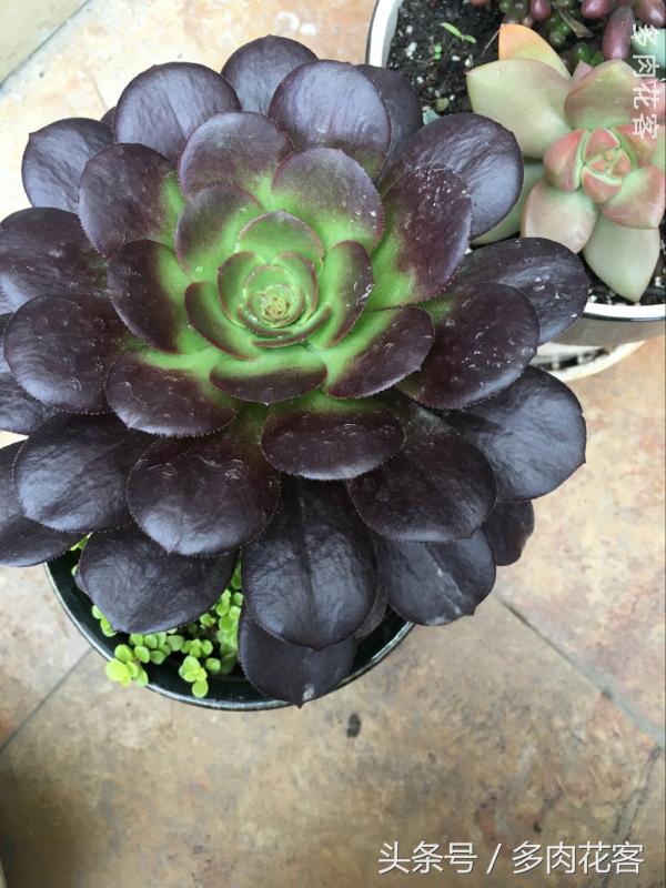 有一种肉肉叫做别人家的多肉第9期简月的肉肉