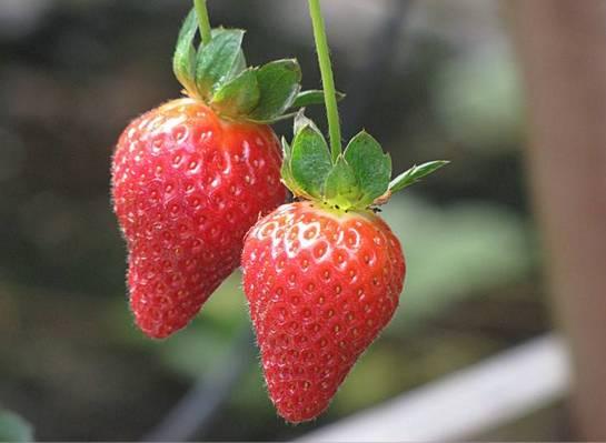 浜戝崡绾㈡渤娉歌タ缇庡コ,浜戝崡娉歌タ鍘跨編濂虫紓浜悧