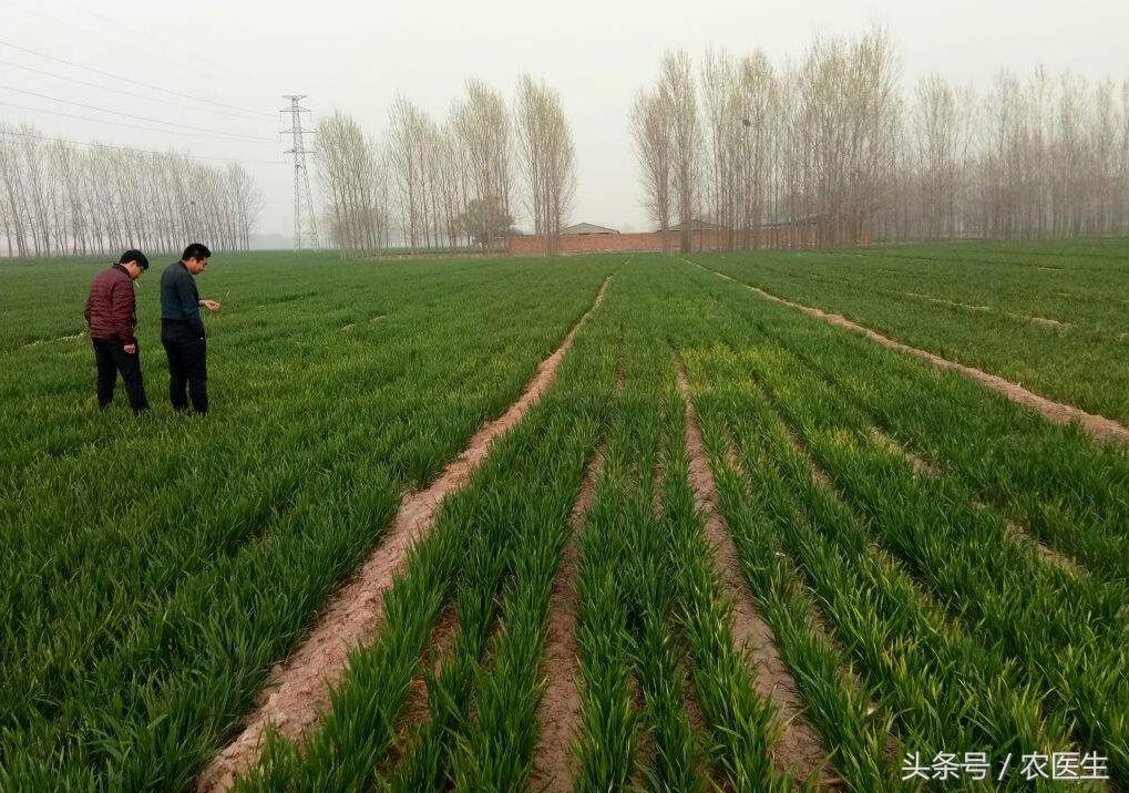 蒜病毒病怎么治,大蒜疫病和叶枯病怎样防治