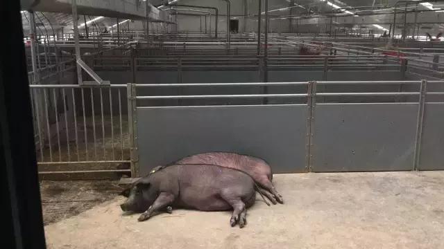 150万人围观网易养猪场，空气有安缦酒店的感觉，猪尿竟然能喝