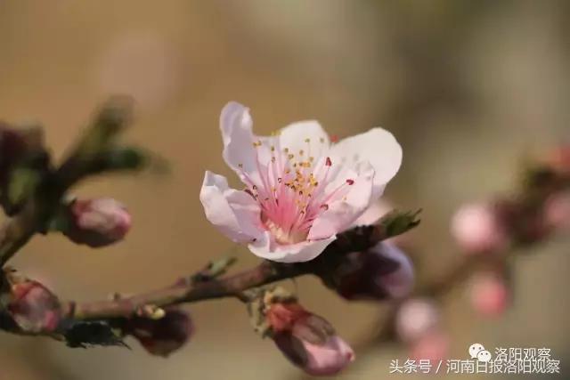 孟津桃花朵朵开，十里芳华等您来！