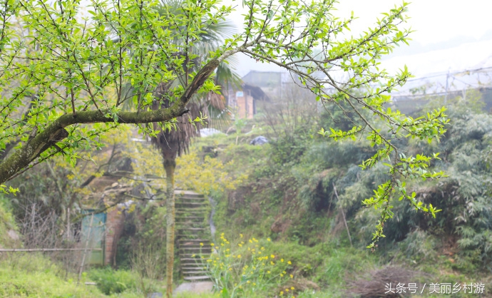美丽乡村森林图片,洋畲村乡村旅游景点