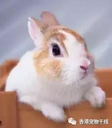 为什么养过兔子的人就不想再养,兔子不想养了咋办