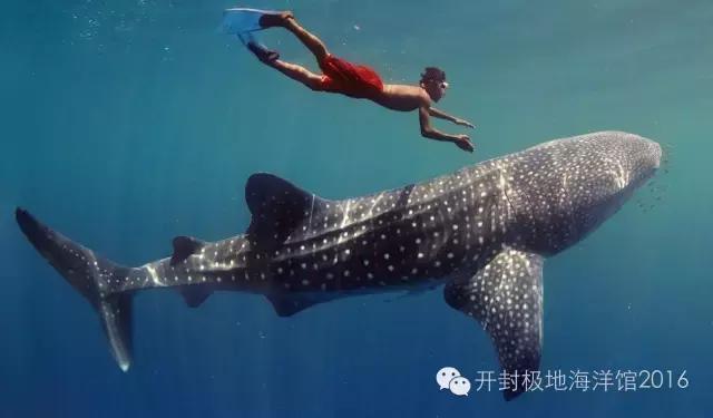 下雨适合去极地海洋世界玩吗,下雨天极地海洋世界