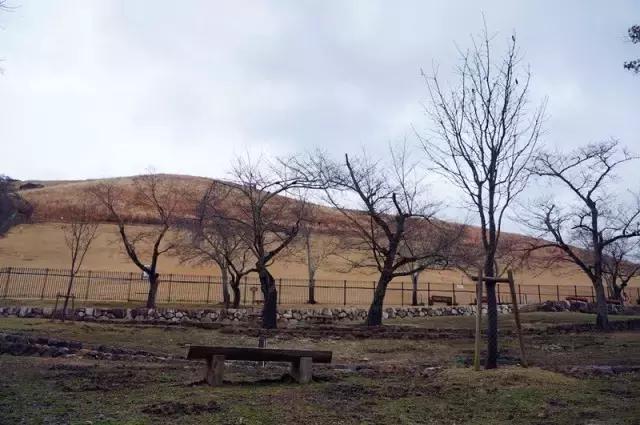 日本奈良看小鹿,日本奈良看小鹿视频