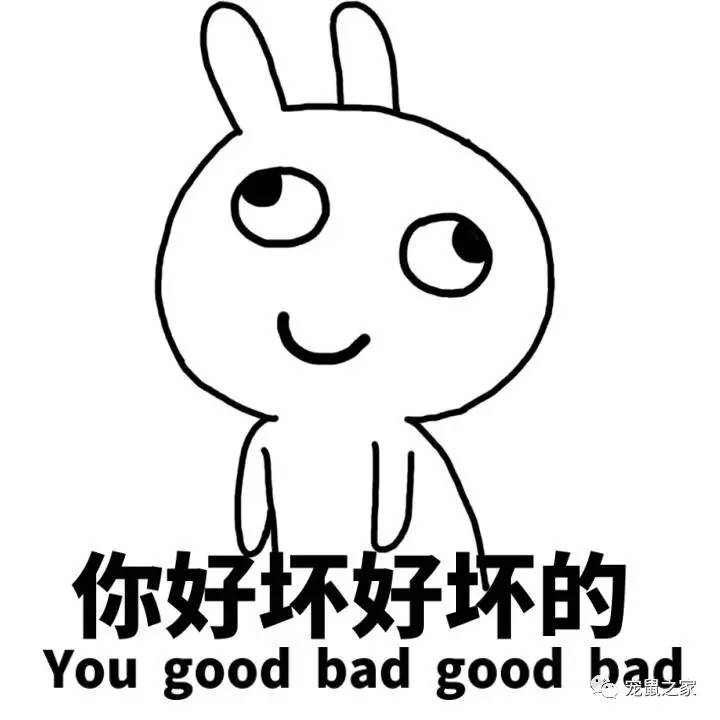 荷兰猪尿垢怎么清洗,荷兰猪尿渍怎么处理