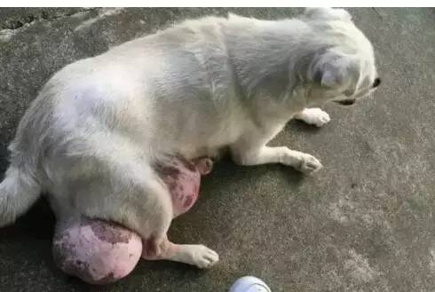 狗狗得了巨型肿瘤,老狗长出巨大肉球